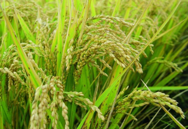 印度土地多少平方公里