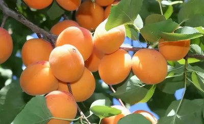 15种对身体有益的零食 有哪些好吃又健康的零食