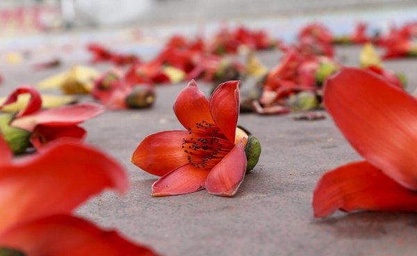 木棉花为什么叫英雄花