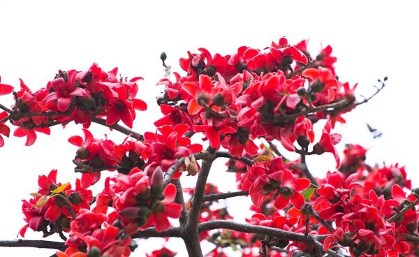 木棉花为什么叫英雄花