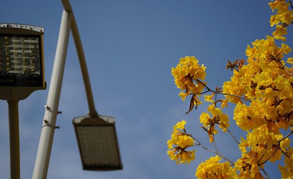 木棉花为什么叫英雄花