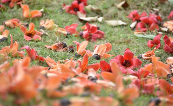 木棉花为什么叫英雄花