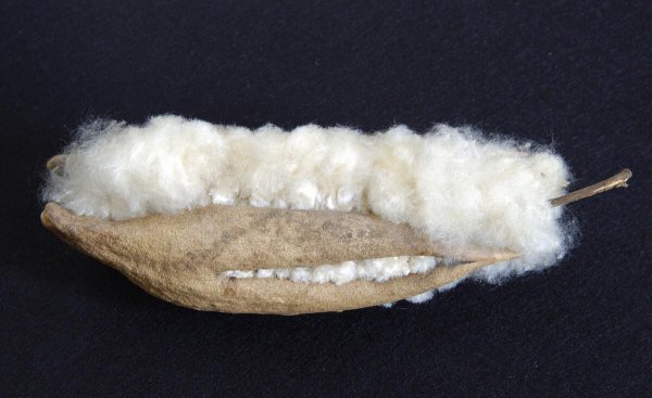 木棉花为什么叫英雄花