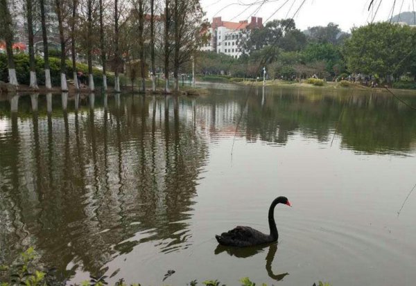 厦门大学是211还是985院校