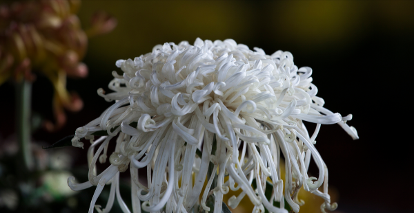 扫墓用什么花合适
