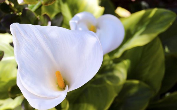 扫墓用什么花合适