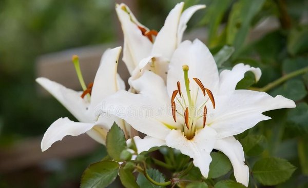 扫墓用什么花合适