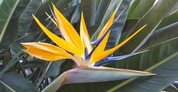 扫墓用什么花合适