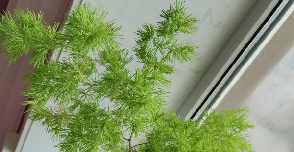 扫墓用什么花合适