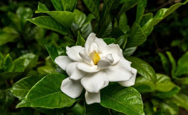 扫墓用什么花合适