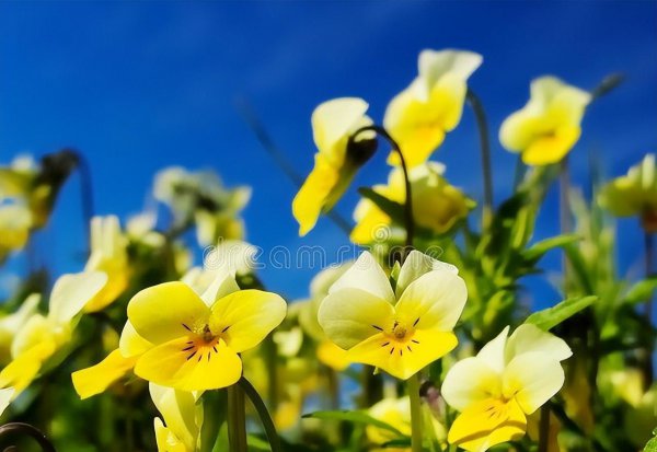 扫墓用什么花合适