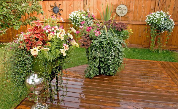 扫墓用什么花合适