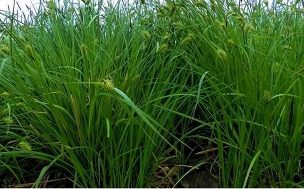 乌拉草是什么东西