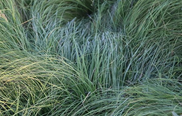 乌拉草是什么东西