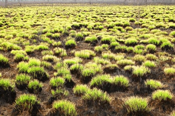 乌拉草是什么东西