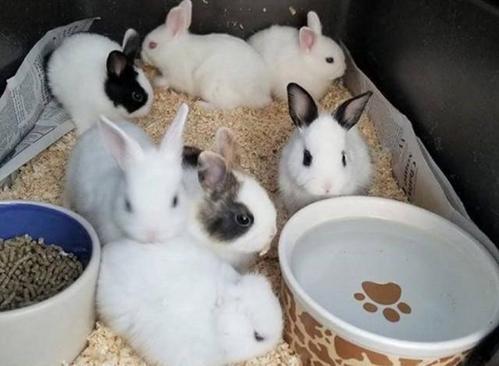 兔子一年可以繁殖几次