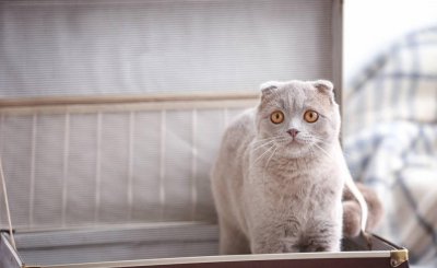 猫怎么托运到外地 宠物猫怎么邮寄快递到外地