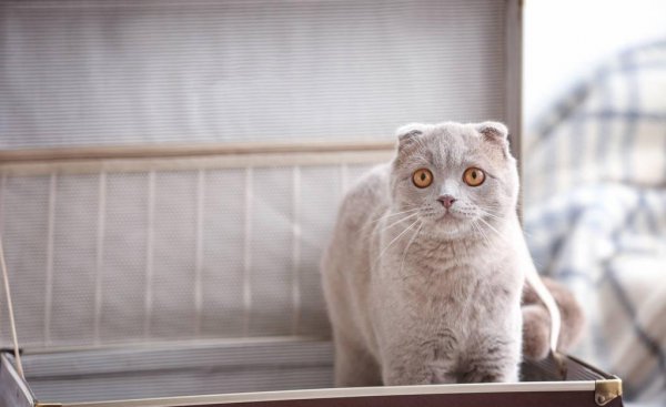 猫怎么托运到外地