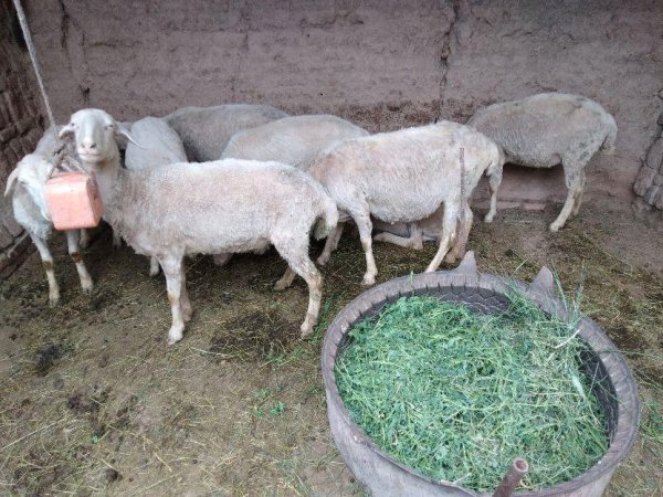 养10只母羊一年的利润