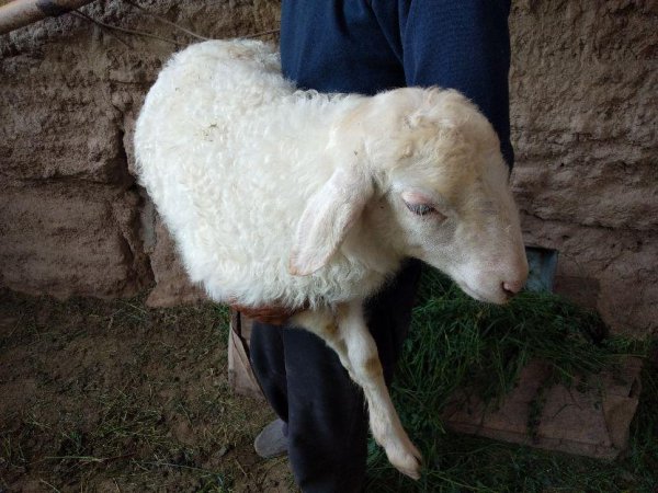 养10只母羊一年的利润