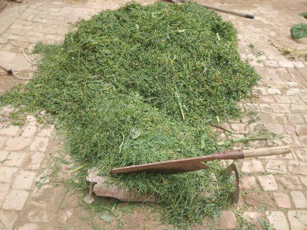 养10只母羊一年的利润