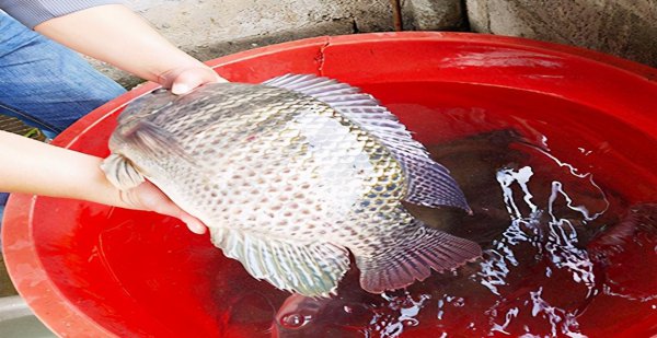 鸡肝钓什么鱼效果最好