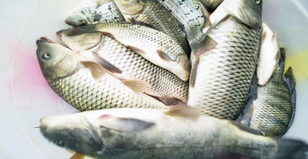 鸡肝钓什么鱼效果最好