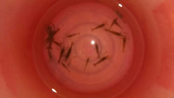 罗非鱼用什么钓最好