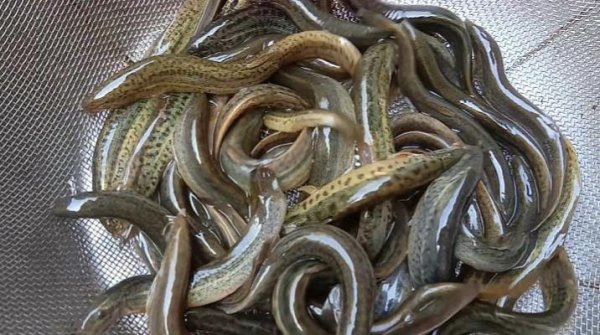 罗非鱼用什么钓最好