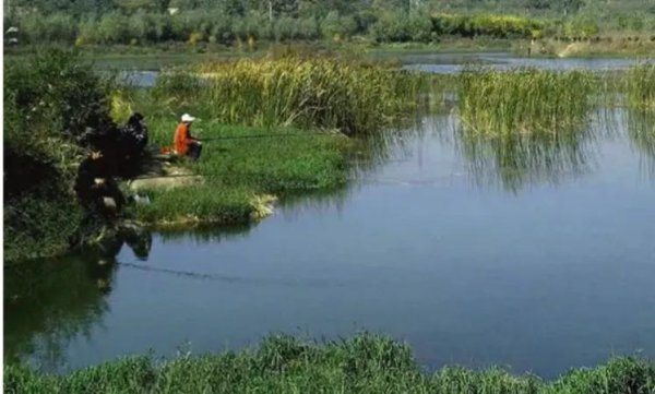 夏天钓鱼应该钓深水还是浅水