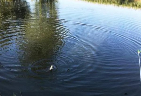 夏天钓鱼应该钓深水还是浅水