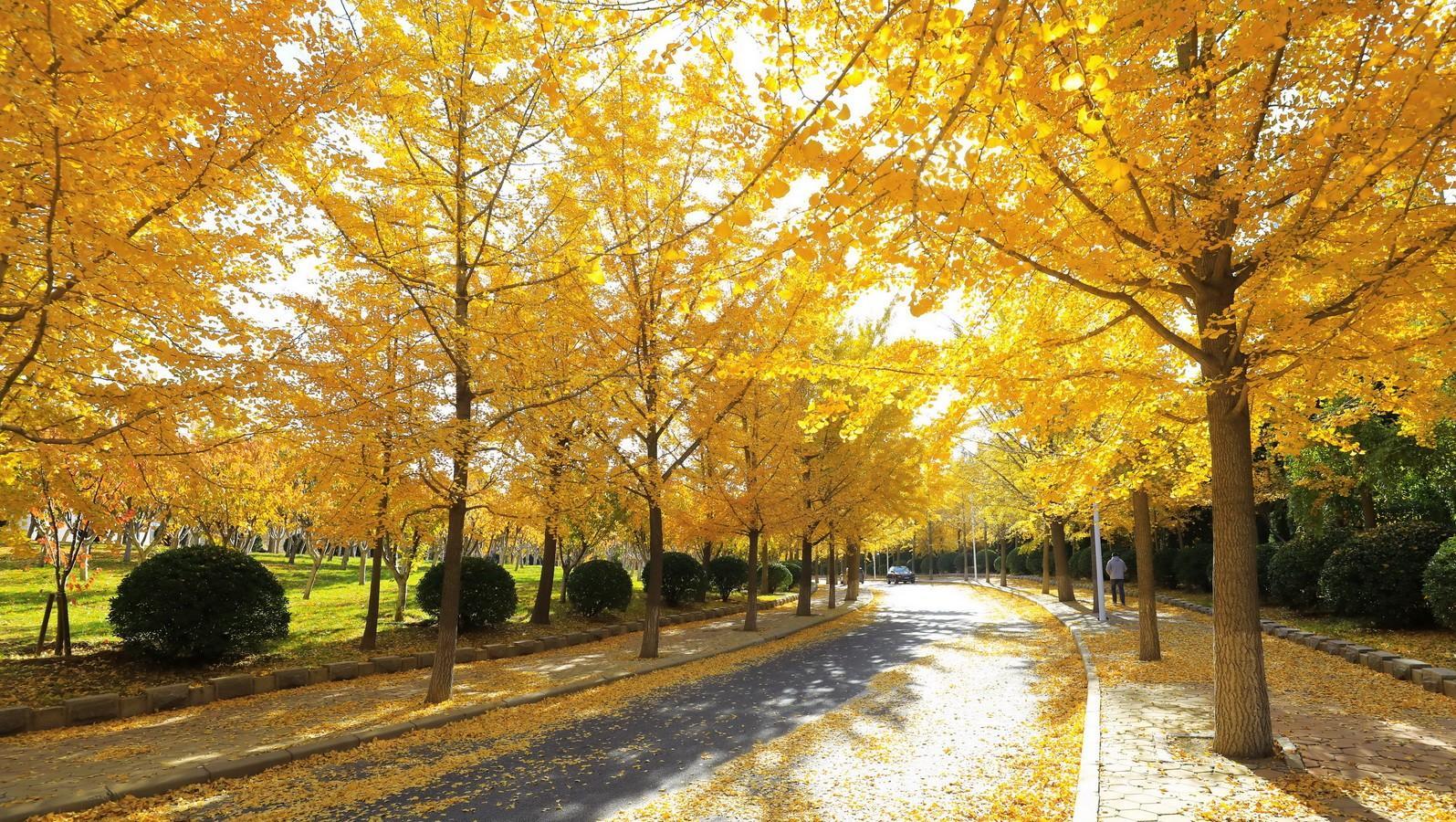东北财经大学是双一流吗