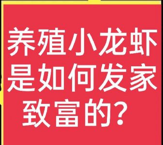 养小龙虾一年一亩多少利润 养殖小龙虾投资成本与风险