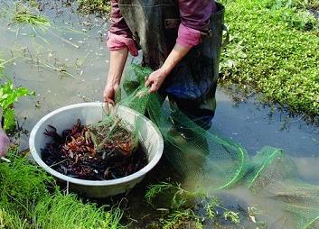 养小龙虾一年一亩多少利润