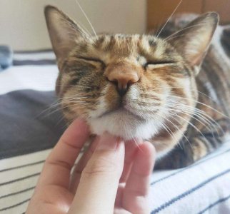 小猫咪一直发出咕噜咕噜的声音是什么意思