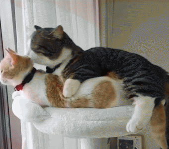 一只猫太孤独要不要养两只 想养两只猫有哪些利与弊