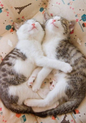 一只猫太孤独要不要养两只