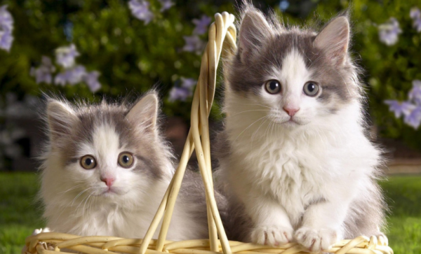 一只猫太孤独要不要养两只