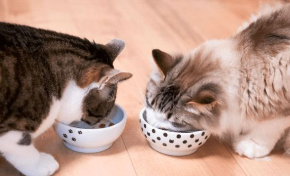 一只猫太孤独要不要养两只