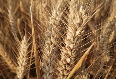 高产小麦品种排行榜 种植面积最大的十个小麦品种