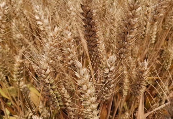 高产小麦品种排行榜