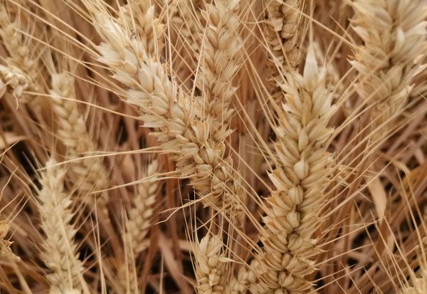 高产小麦品种排行榜