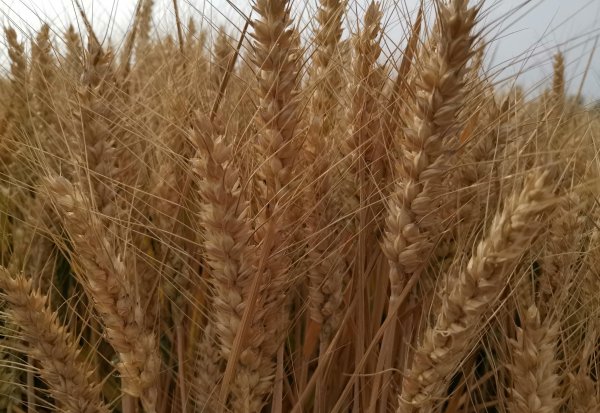 高产小麦品种排行榜