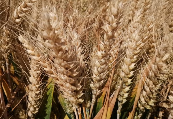 高产小麦品种排行榜