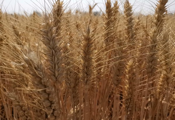 高产小麦品种排行榜