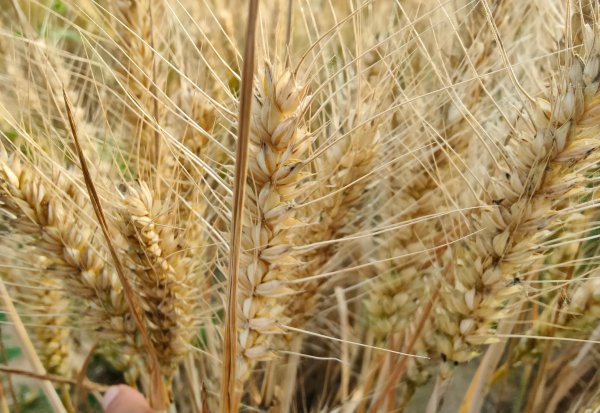 高产小麦品种排行榜