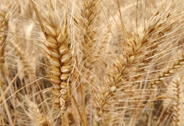 高产小麦品种排行榜