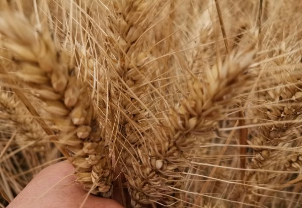 高产小麦品种排行榜