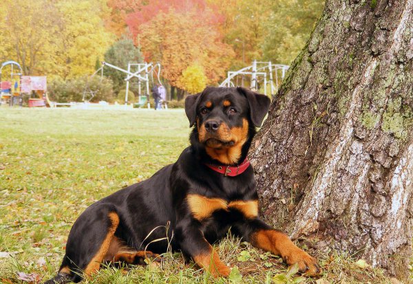 什么品种的狗适合男人用