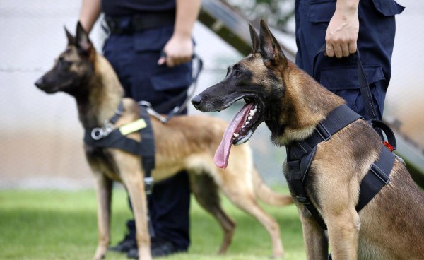 什么品种的狗适合男人用